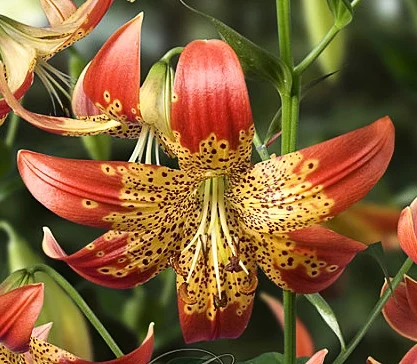 Lilium Montanum & Digitalis flower リトグラフ Lilium 'Fusion' — The Lily Garden